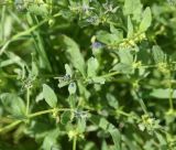 Asperugo procumbens. Верхушки побегов с цветками. Турция, ил Карс, крепость Ани, луг. 28 мая 2025 г.