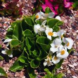 Begonia × hortensis