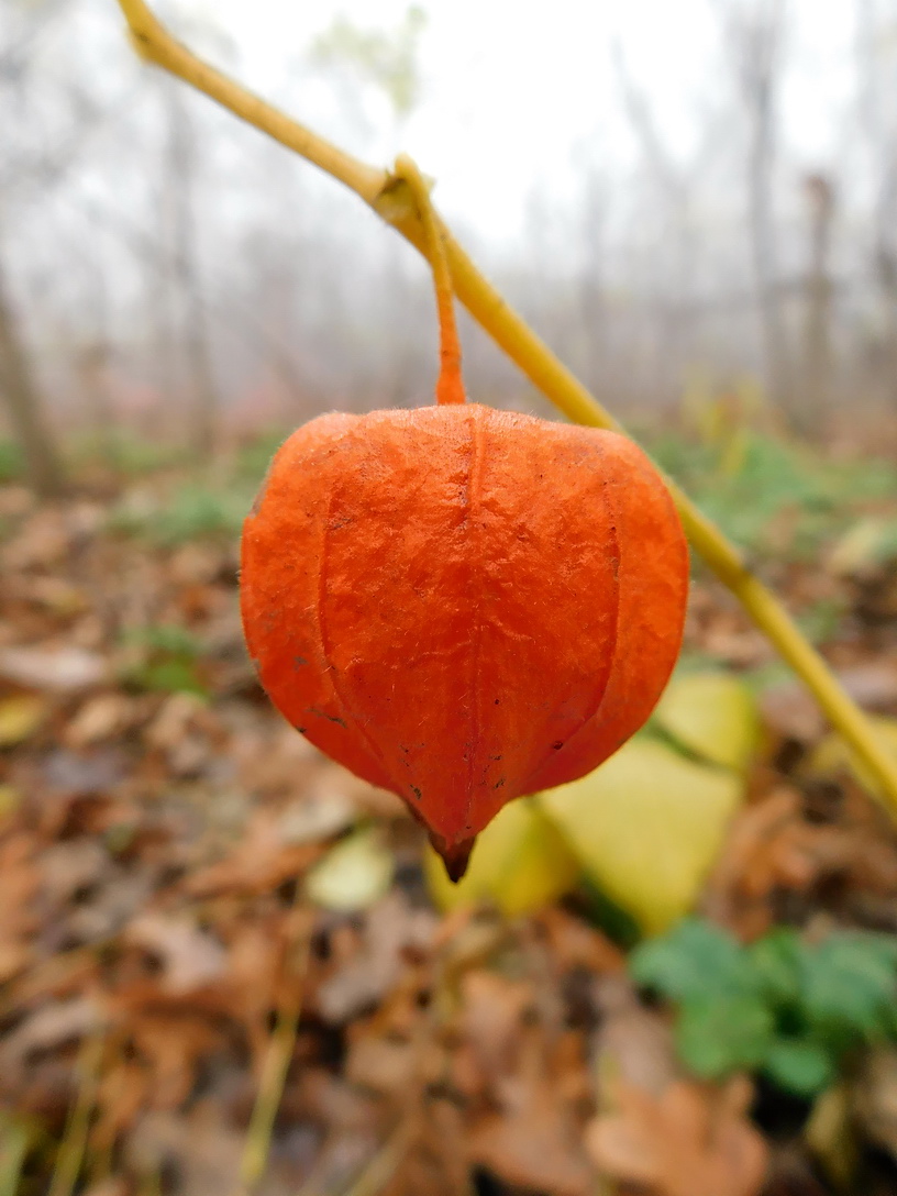 Изображение особи Alkekengi officinarum.
