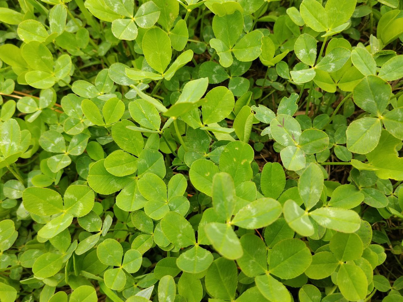 Image of Trifolium repens specimen.