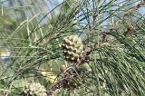 Casuarina equisetifolia