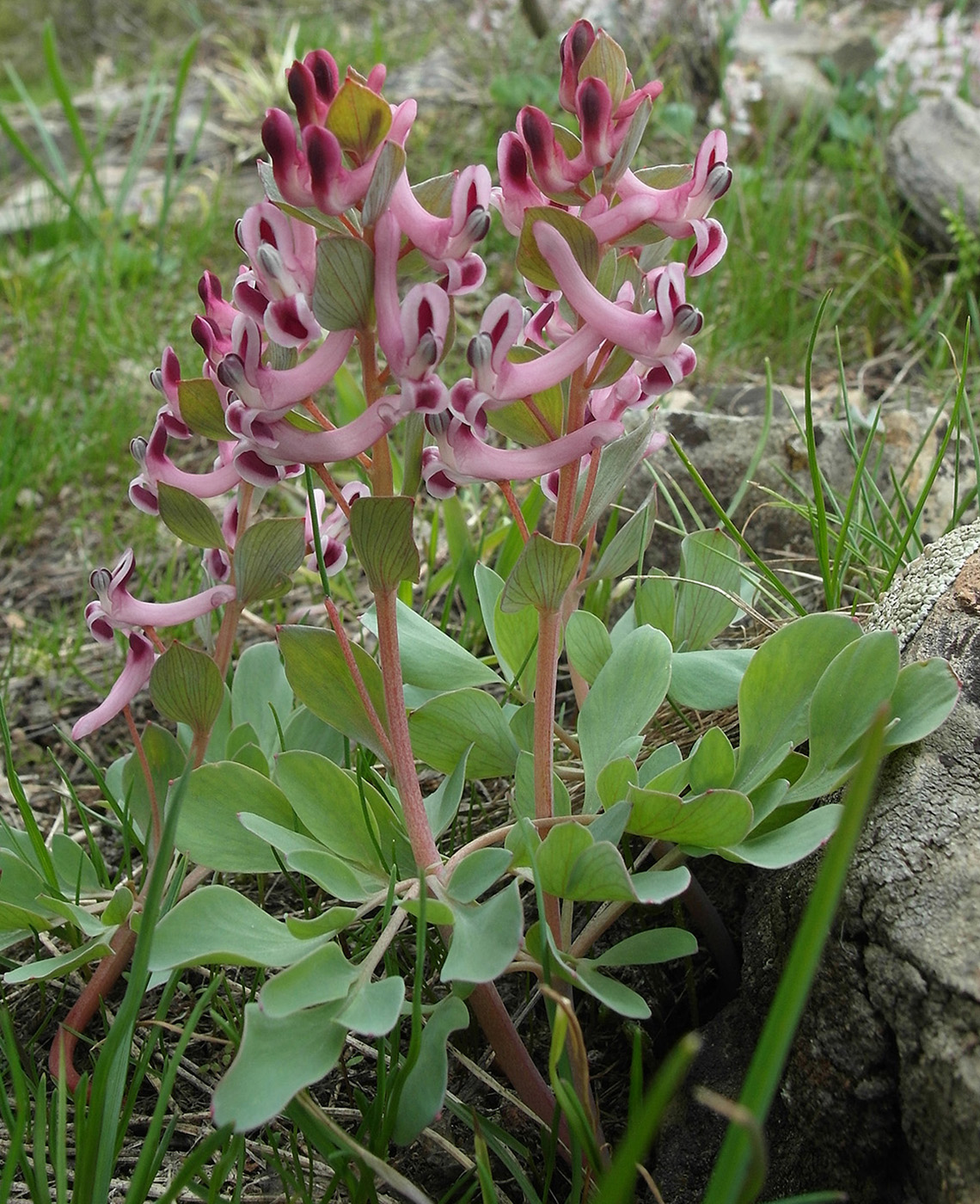 Изображение особи Corydalis ledebouriana.