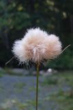 genus Eriophorum. Пушица виргинская. Eriophorum virginicum. В природе. Галифакс 19.09.2015.