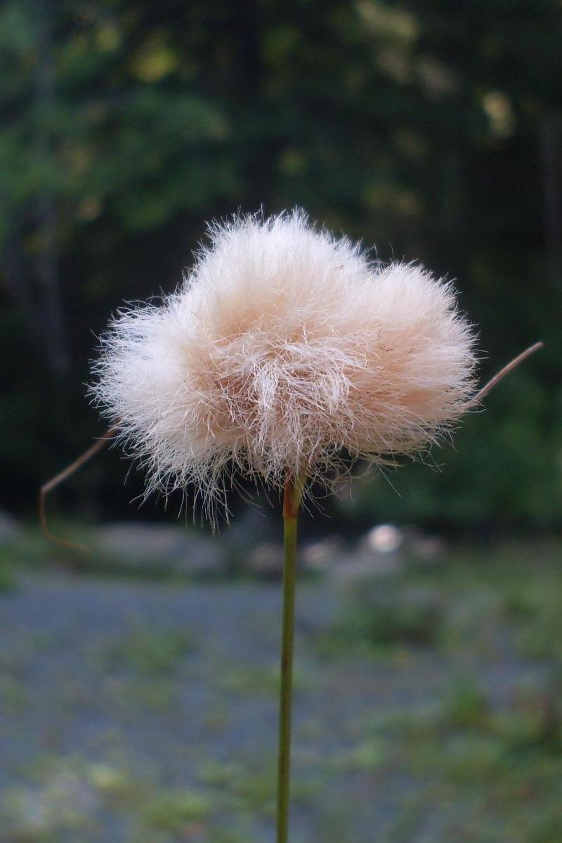 Image of genus Eriophorum specimen.