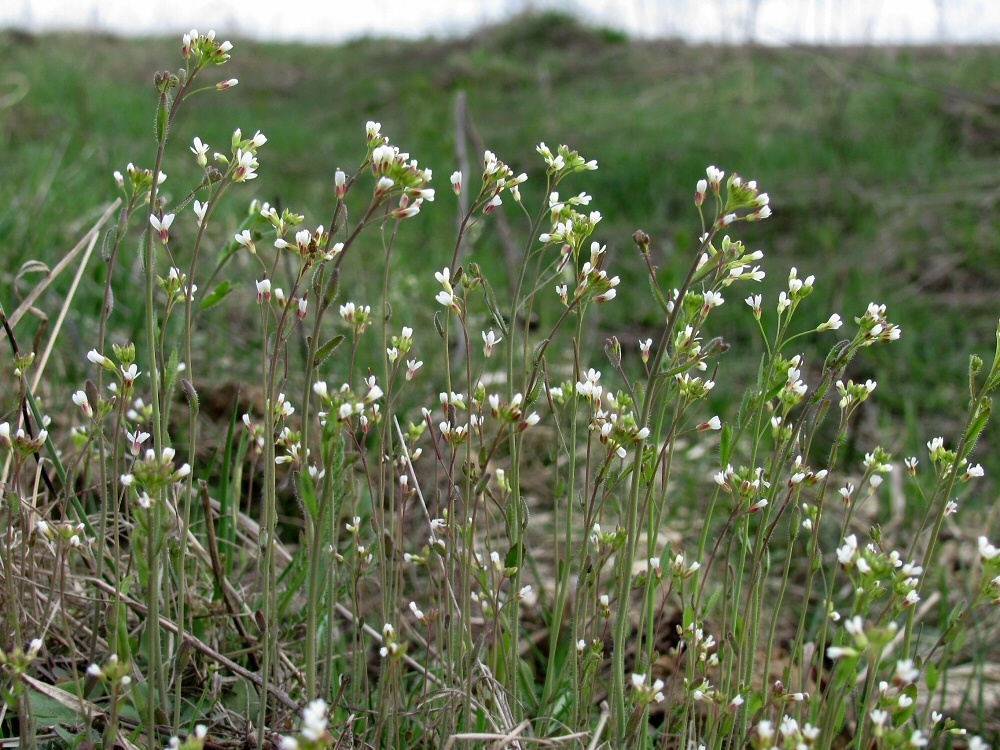 Image of Arabidopsis thaliana specimen.