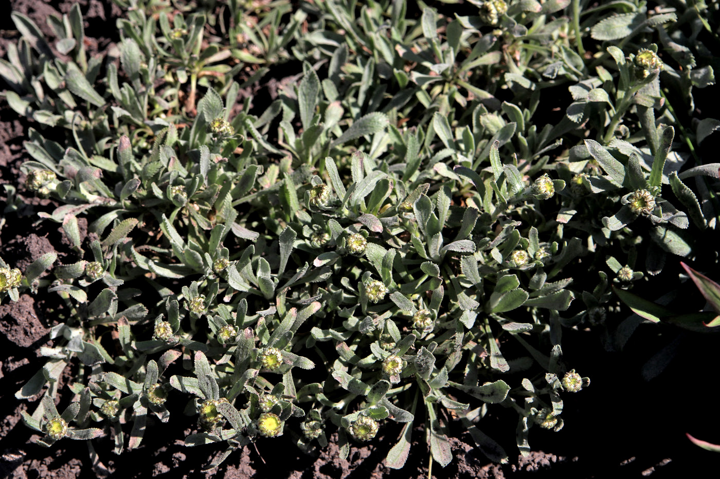 Image of Achillea ageratifolia specimen.