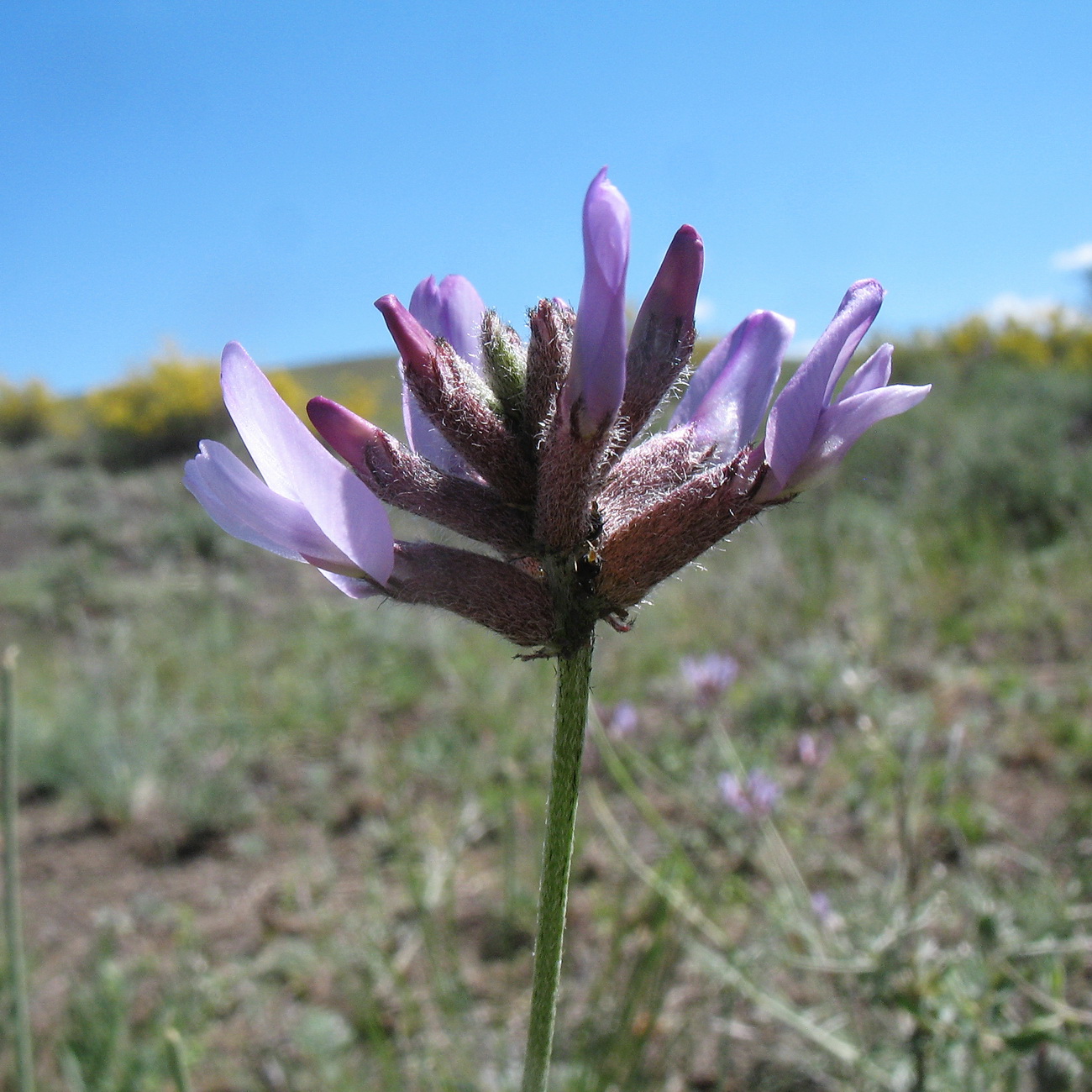 Image of Astragalus arbuscula specimen.