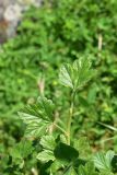 genus Ribes