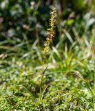 Veratrum anticleoides. Цветущее растение. Хабаровский край, р-н имени Лазо, массив горы Ко, вблизи седловины между горами Столовая и Ко, выс. ≈ 1750 м н.у.м. 02.08.2026.