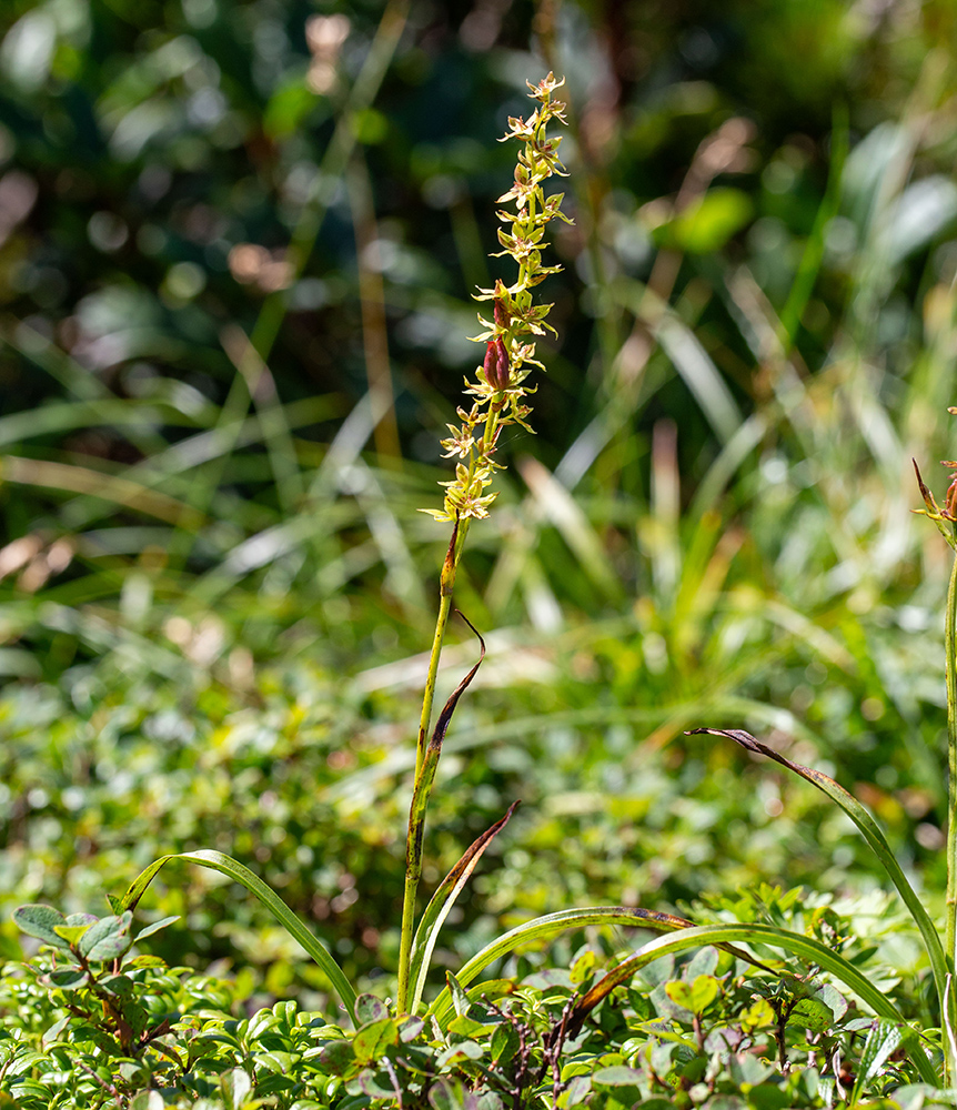 Image of Veratrum anticleoides specimen.