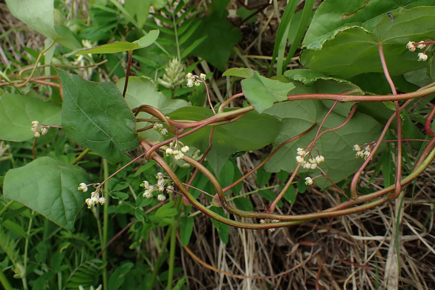 Image of Menispermum dauricum specimen.