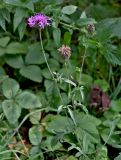 Centaurea scabiosa. Верхушка побега с цветущим и отцветшим соцветиями. Московская обл., гор. округ Домодедово, низовья р. Пахра, окраина зарослей кустарников. 30.08.2026.