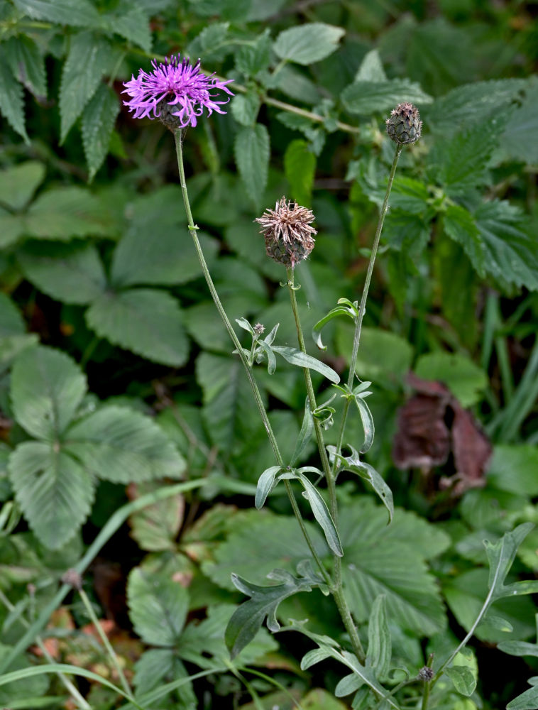 Image of Centaurea scabiosa specimen.