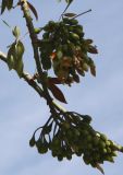 Ceiba pentandra