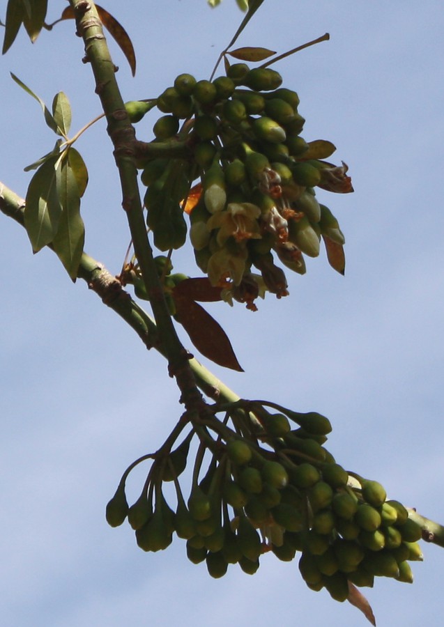 Image of Ceiba pentandra specimen.