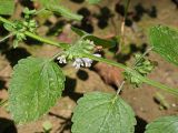 Melissa officinalis. Часть побега с листьями и пазушными соцветиями. Краснодарский край, муниципальное образование город-курорт Сочи, Адлерский р-н, Кудепстинский сельский округ, окр. пос. Дубравный, Кудепстинский дендропарк, широколиственный лес, берег небольшого ручейка. 05.07.2024.