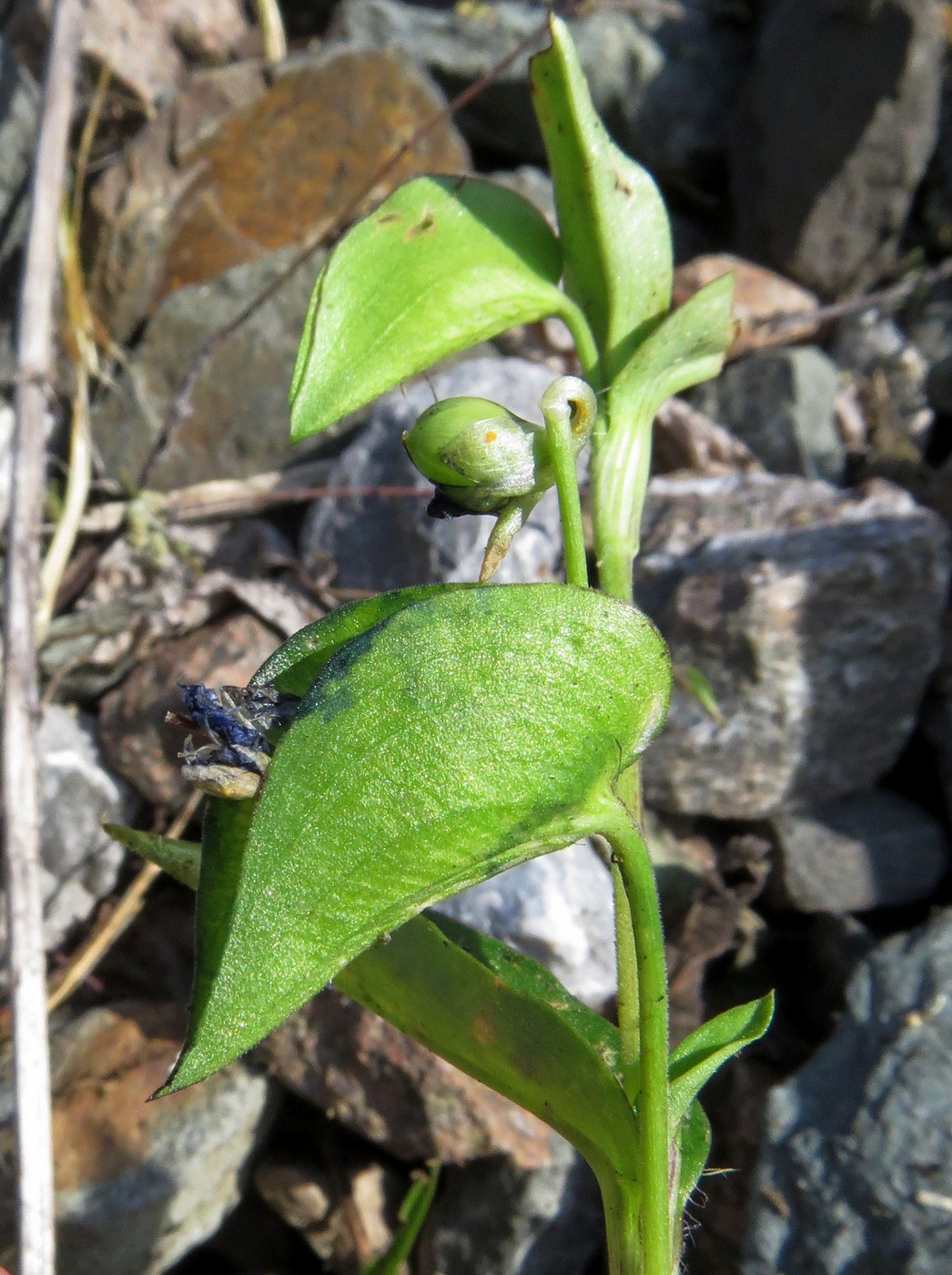 Image of Commelina communis specimen.