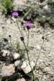 Centaurea adpressa. Верхушка стебля с соцветиями. Кыргызстан, Джалал-Абадская обл., Токтогульский р-н, окр. с. Сары-Камыш, вдоль трассы М-77 и р. Кёкёмерен; 1250 м н.у.м., каменисто-глинистый склон. 06.07.2026.