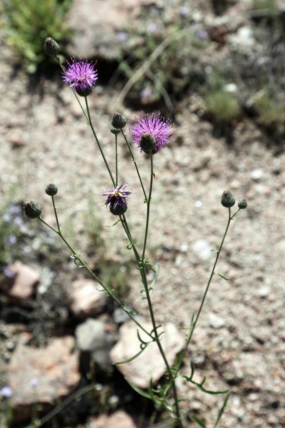 Image of Centaurea adpressa specimen.