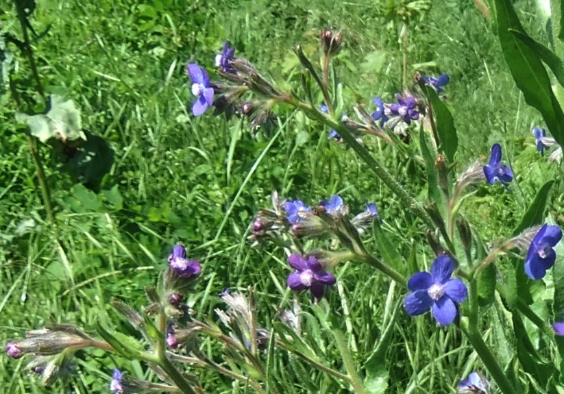 Изображение особи Anchusa azurea.