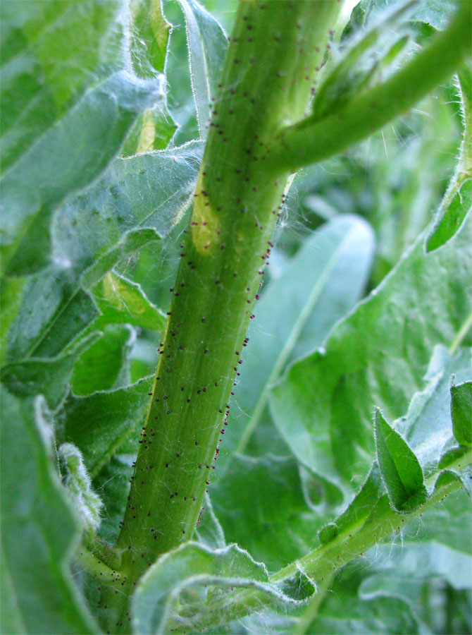 Image of Bunias orientalis specimen.