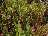 Vaccinium myrtillus