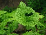 Glaucidium palmatum