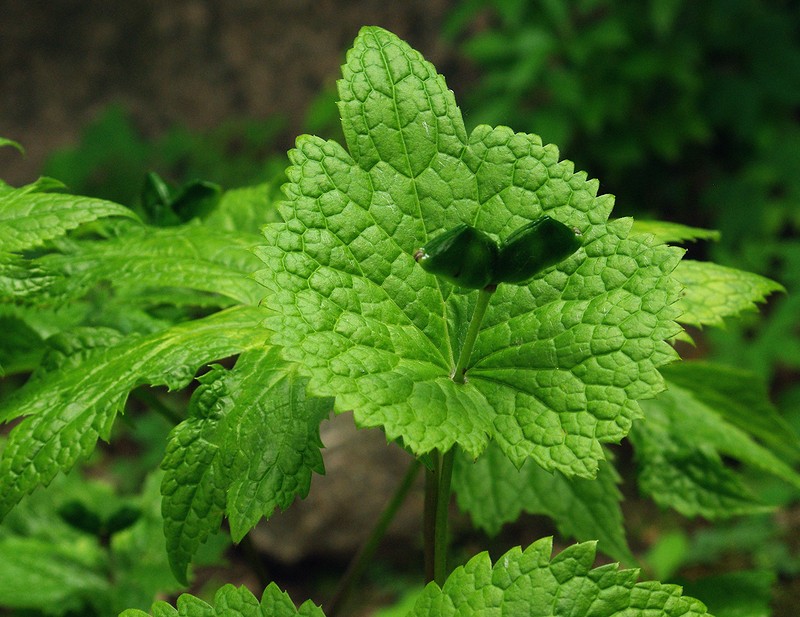 Image of Glaucidium palmatum specimen.