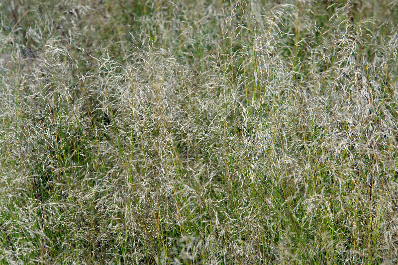 Изображение особи Deschampsia cespitosa.