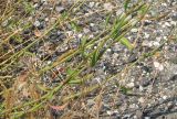 Polygonum patulum