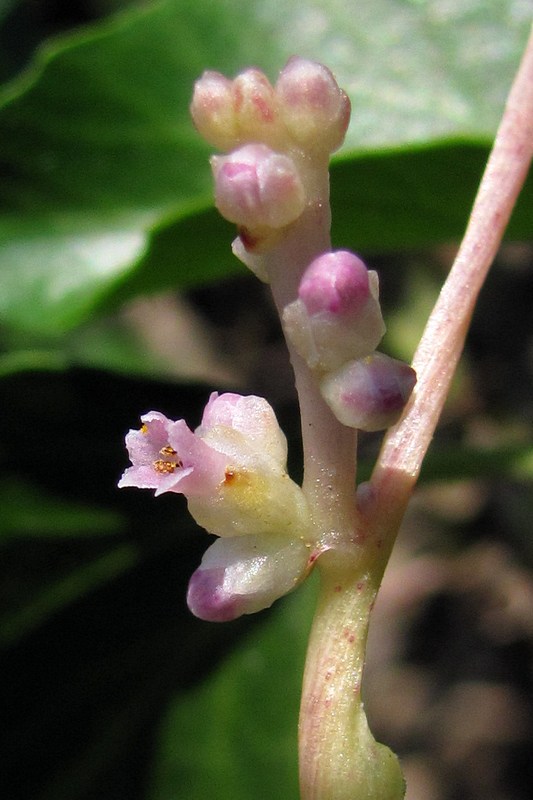 Изображение особи Cuscuta monogyna.