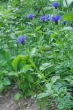 Centaurea nigrofimbria. Цветущие растения вблизи ручья на крутом склоне. Республика Карачаево-Черкесия, Домбай, ущелье р. Аманауз, 1700 м н.у.м. 06.07.2011.