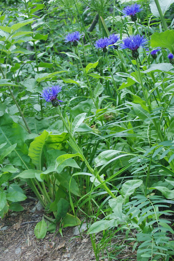 Image of Centaurea nigrofimbria specimen.