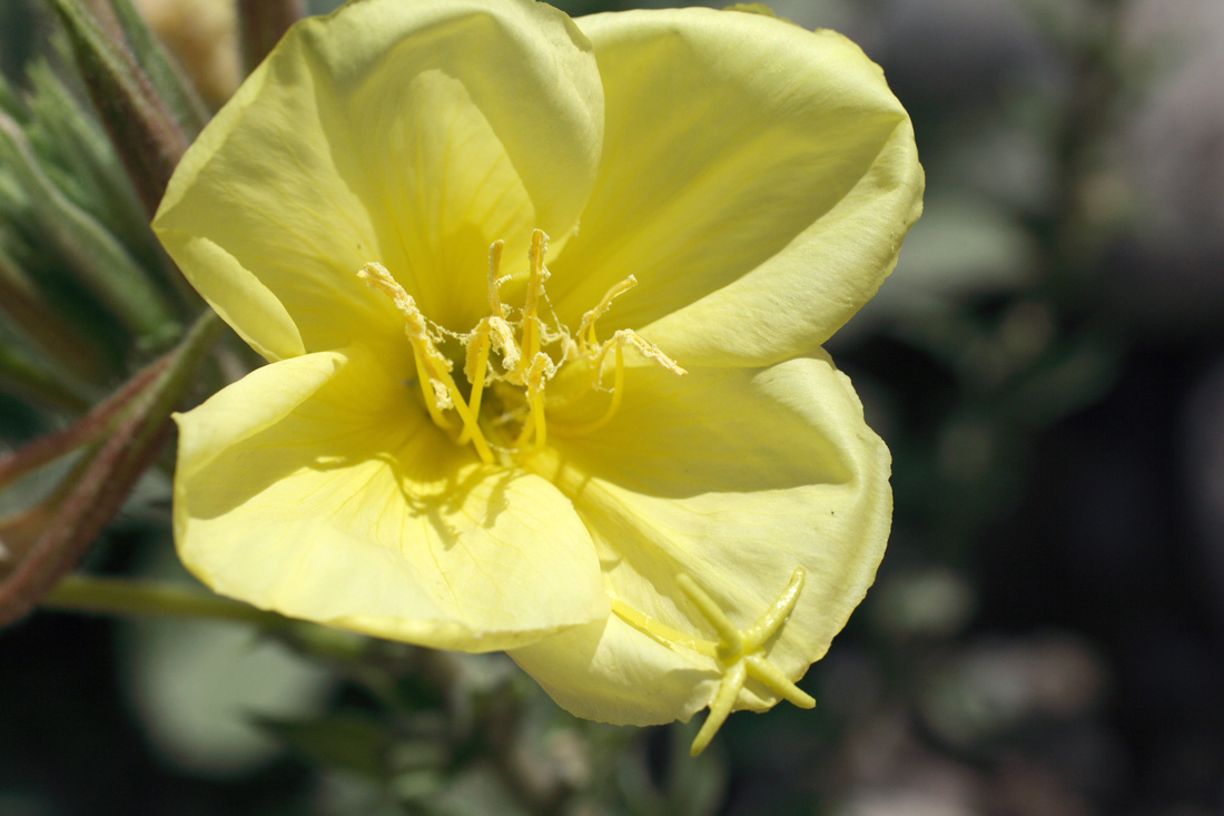 Изображение особи Oenothera glazioviana.