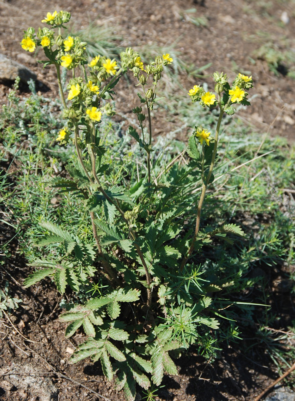 Изображение особи Potentilla tanacetifolia.