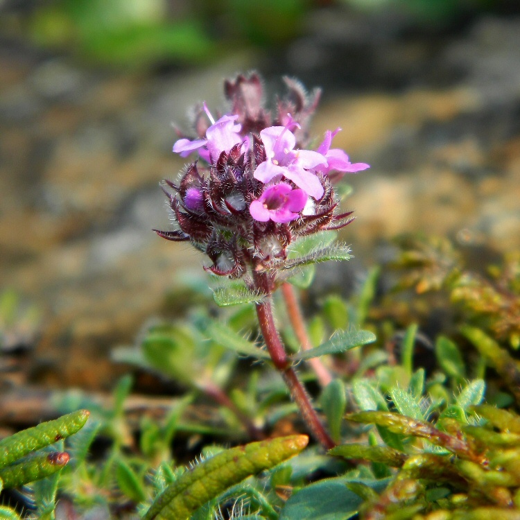 Изображение особи Thymus paucifolius.