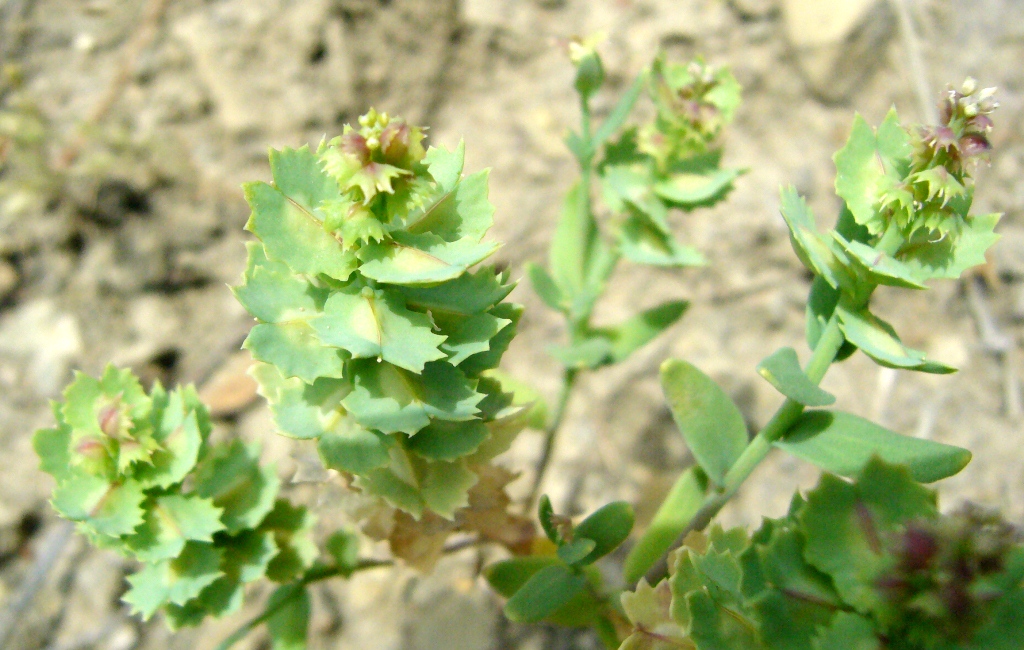 Изображение особи Aethionema carneum.