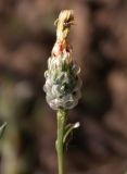 Hyalea pulchella