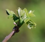 Juglans mandshurica