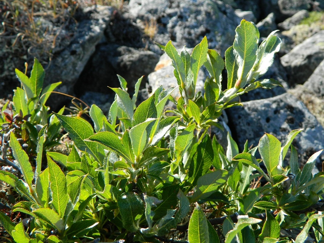 Image of Salix recurvigemmata specimen.