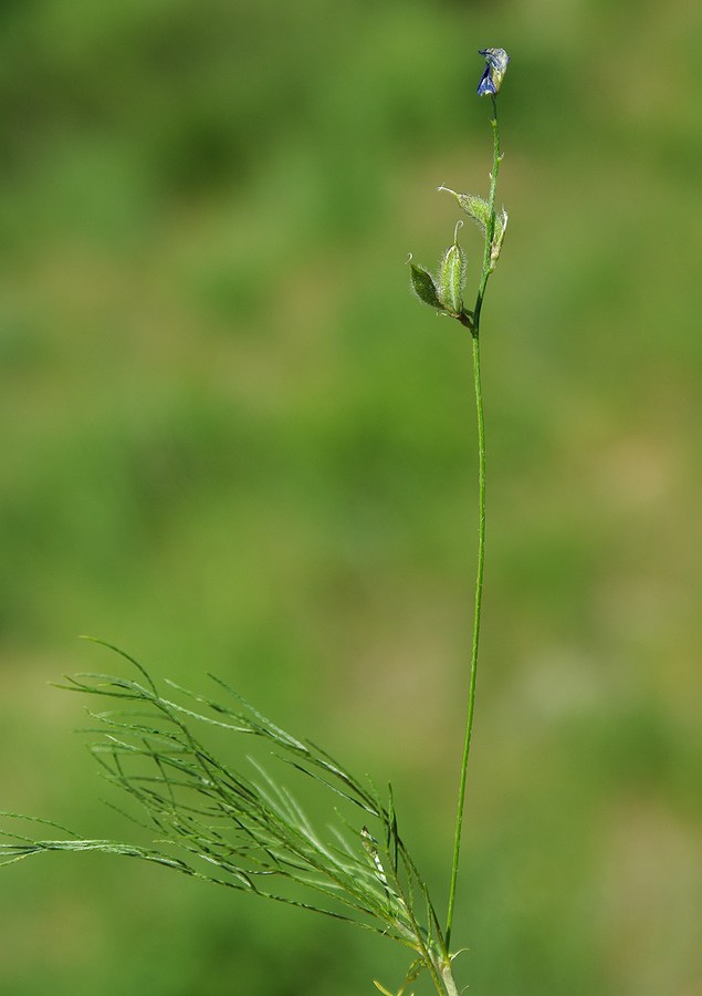 Image of Astragalus nematodes specimen.