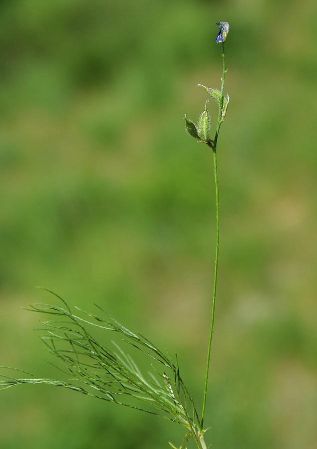 Изображение особи Astragalus nematodes.