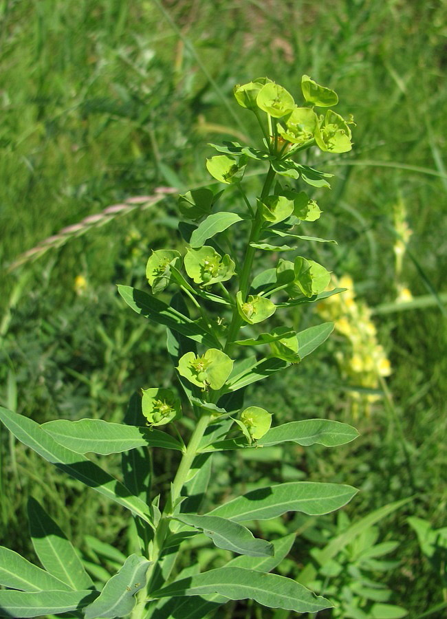 Image of Euphorbia borodinii specimen.