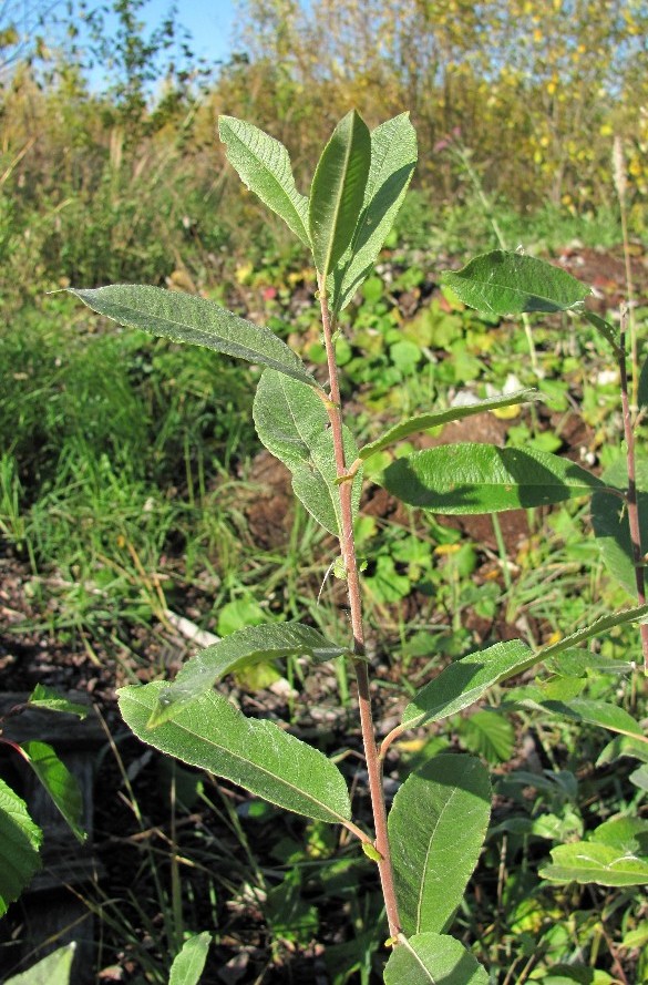 Изображение особи Salix cinerea.