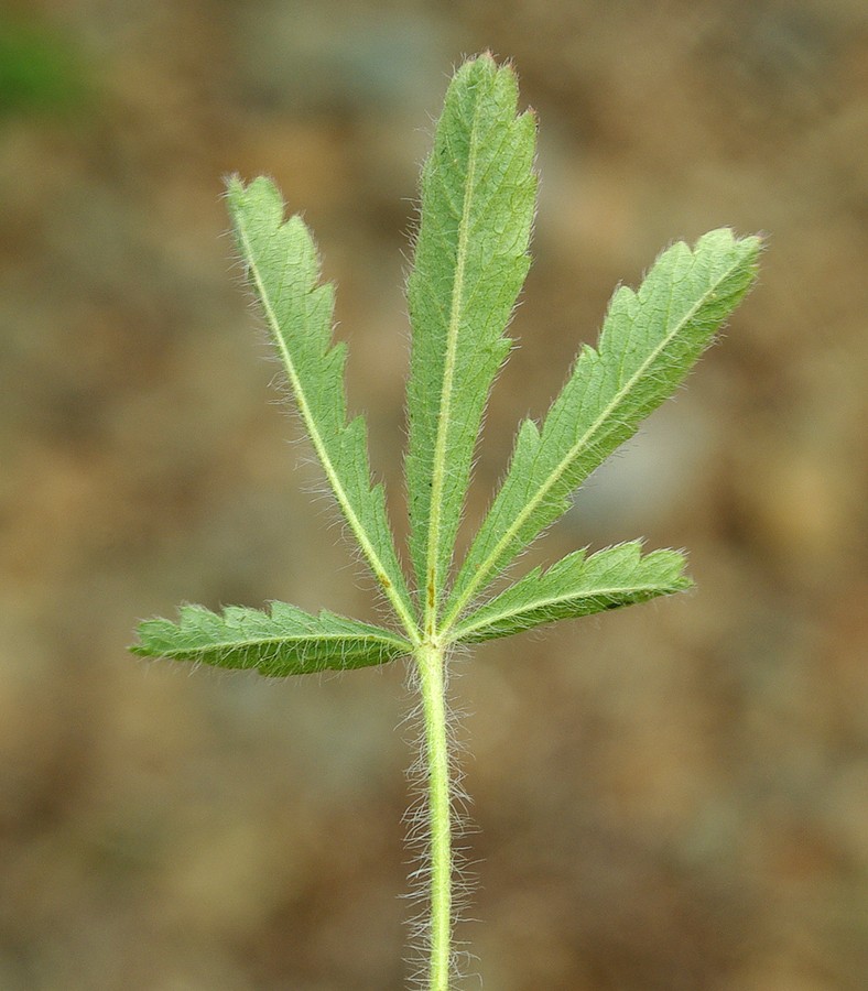 Image of Potentilla humifusa specimen.