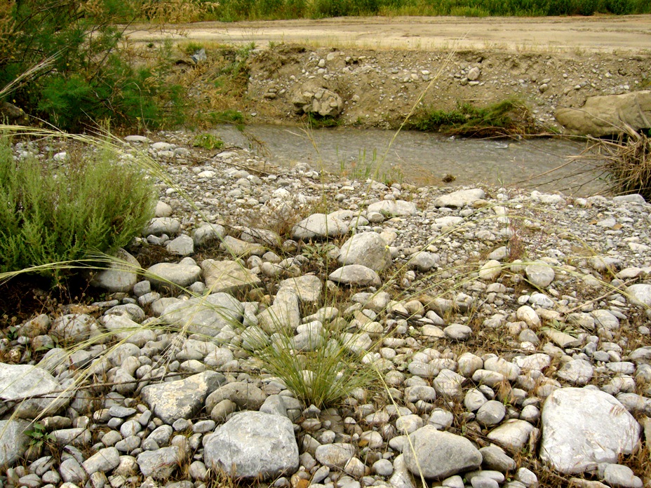 Image of genus Stipa specimen.