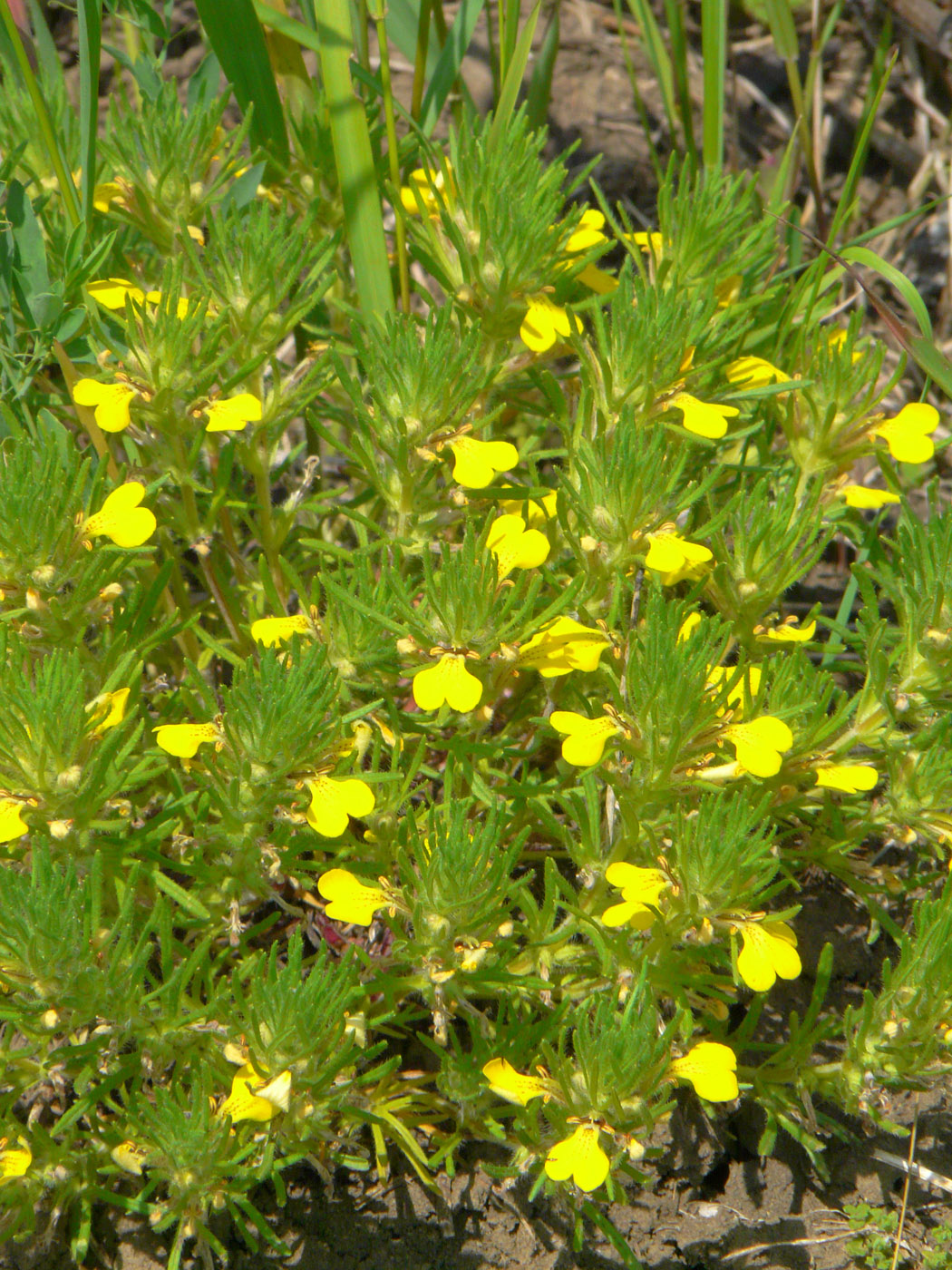 Изображение особи Ajuga glabra.