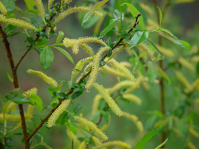 Image of Salix triandra specimen.