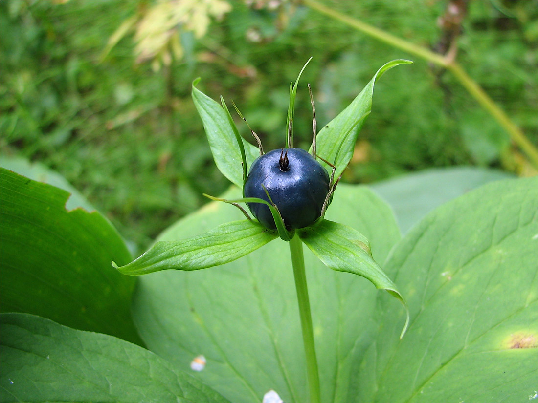 Изображение особи Paris quadrifolia.