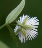 Fimbripetalum radians. Побег с цветком, вид со стороны чашечки. Приморье, Владивосток, Ботанический сад. 23.08.2009.
